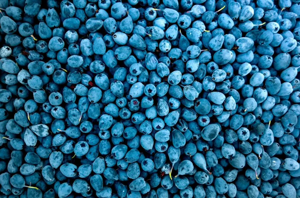Berries
